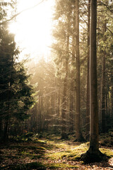 The warm sun is shining brightly through the trees in the forest