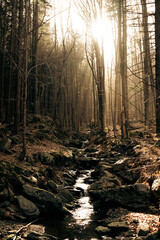 The sun is brightly shining through the lush trees in the woods