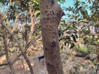 The trunk of the tree in the garden, closeup of photo.