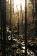 The bright sun is shining beautifully through the trees in the forest