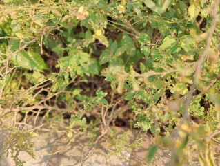 Tree in the garden at sunny day.