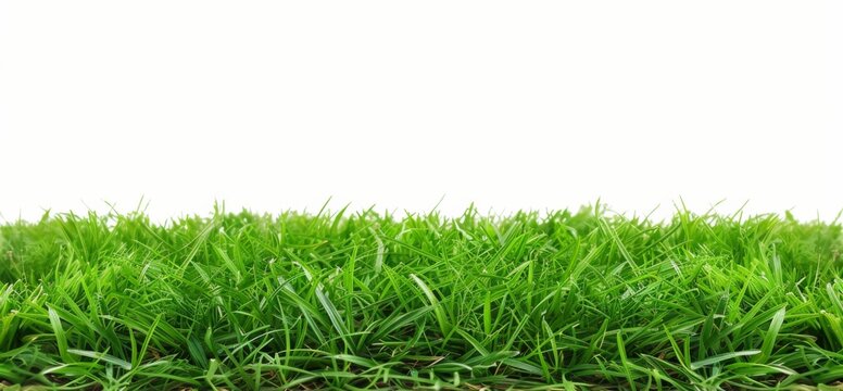 Close up View of a Lush Green Grass Carpet on a White Background With Ample Copy Space