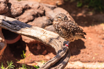 A small owl is perched on a log in a zoo enclosure