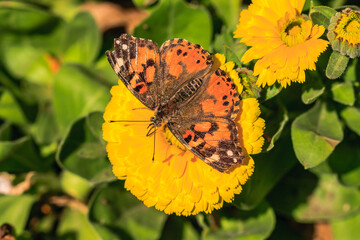 A butterfly is sitting on a yellow flower