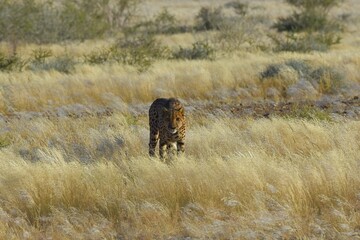 Gepard (Acinonyx jubatus) in der Savanne in Namibia.  © anni94