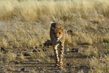 Gepard (Acinonyx jubatus) in der Savanne in Namibia.  © anni94