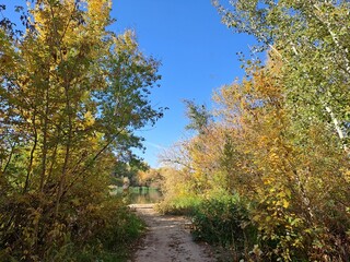 Naklejka premium autumn in the forest