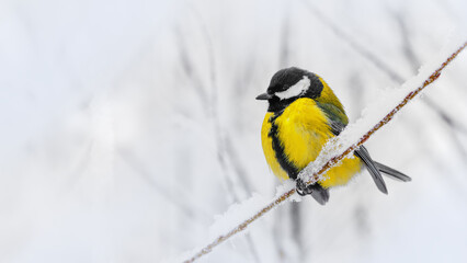 Yellow Tit bird sits on Frosty Branch in Winter Scene, close up one vibrant great tit in snowy landscape. White Soft bokeh banner, serene and beautiful winter wildlife moment. View, copyspace