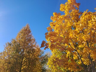 autumn trees in the park