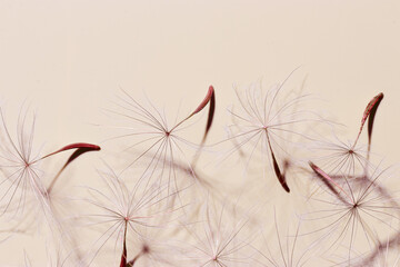 Nature abstract of seeds of blowball flower, natural organic texture as natural background. Macro texture, pastel red beige aesthetic photo with seeds umbrella shaped, trend botanical design