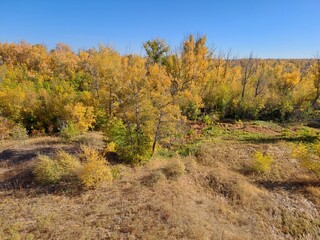 Fototapeta premium autumn in the forest