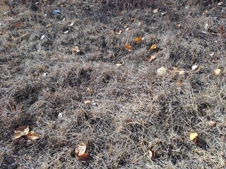 grass in the ground