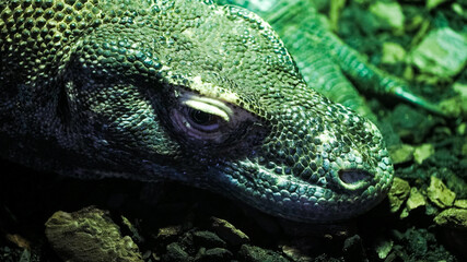 Os répteis são animais vertebrados de sangue frio, cobertos por escamas, que respiram por pulmões. Habitam diversos ambientes e reproduzem-se geralmente por ovos.