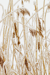 Closeup of frost-covered pampas grass on light white background. Icy textures and natural elegance of frozen plants as serene tranquil winter atmosphere. Snow covering of dry reeds on frozen lake