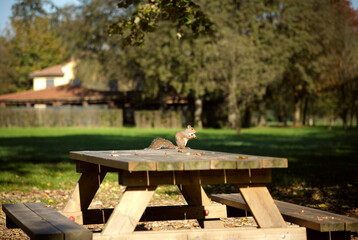 Squirrel eating on a picnic table in the woods