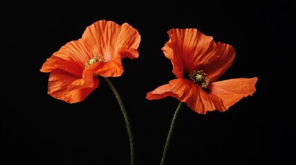 Two vibrant orange poppy flowers against a black background, showcasing their delicate beauty.