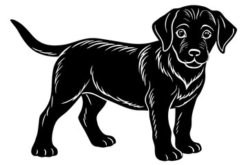 black labrador retriever dog