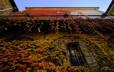 autumn leaves on a historic building