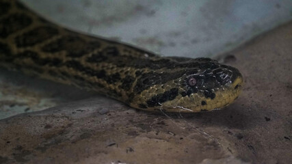 Os répteis são animais vertebrados de sangue frio, cobertos por escamas, que respiram por pulmões. Habitam diversos ambientes e reproduzem-se geralmente por ovos.