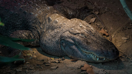 Obraz premium Os crocodilos são répteis semi-aquáticos, conhecidos pelo seu corpo robusto, mandíbulas poderosas e pele escamosa