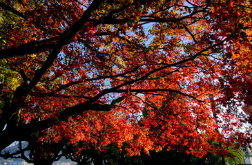 Red autumn leaves
