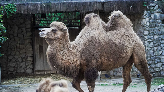 Os camelos s&atilde;o mam&iacute;feros adaptados a climas &aacute;ridos, conhecidos pelas suas corcovas que armazenam gordura, permitindo-lhes sobreviver longos per&iacute;odos sem comida e &aacute;gua.