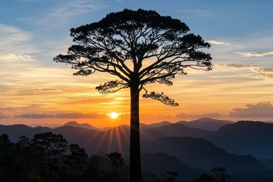 silhouette of tree sunset in mountains