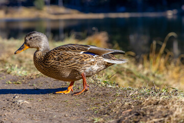 Duck near the lake in the natural environment wildlife. Female grey duck bird walking on the ground