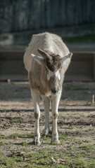 Os animais da savana com chifres são ícones das planícies africanas, conhecidos pela sua imponência e importância ecológica. 