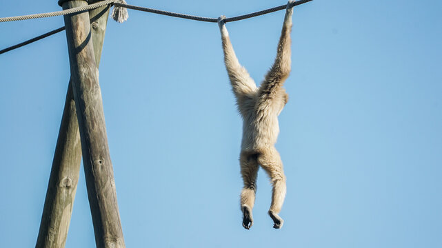 Os macacos s&atilde;o mam&iacute;feros primatas conhecidos pela sua intelig&ecirc;ncia, sociabilidade e habilidades motoras. 