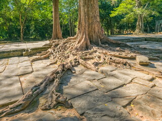 Ta Prohm Wat temple in Angkor, Cambodia