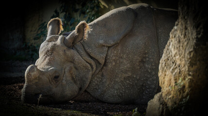 Os rinocerontes são grandes mamíferos herbívoros conhecidos pelos seus chifres distintos e corpo robusto. 