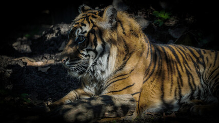 tigre, selvagem