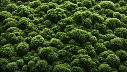 A realistic moss-green background with a soft, spongy texture, resembling the surface of natural forest moss.