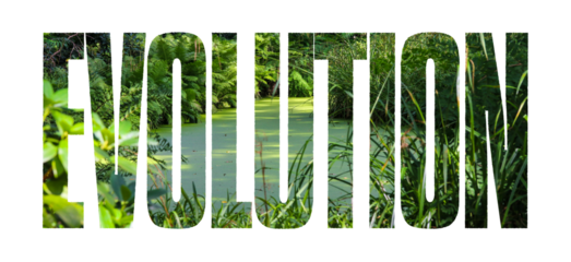 Evolution