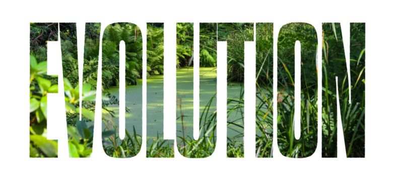 Evolution