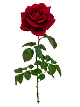 Dark red rose with green leaves isolated on white