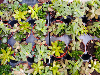 Variety of succulent plants in pots. Top view of a collection of small succulent plants in plastic pots. Eco hobby, home gardening.