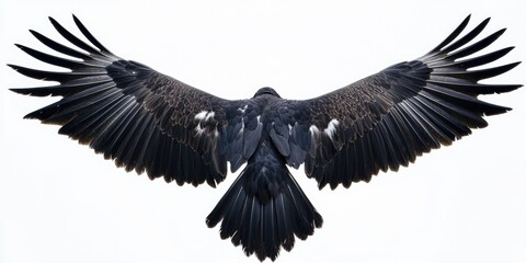 Obraz premium Majestic Eagle Wings Isolated: Closeup of Nature's Perfection Against a Black Background