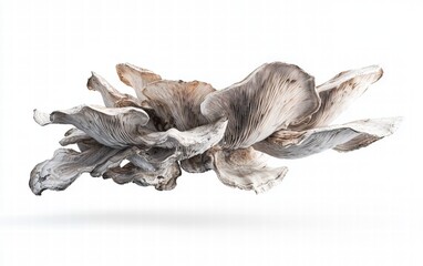 Fototapeta premium A cluster of oyster mushrooms levitating dynamically, showcasing soft textures, isolated on white