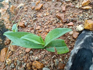 Pinellia Ternata with Vibrant Green Leaves in Natural Light.