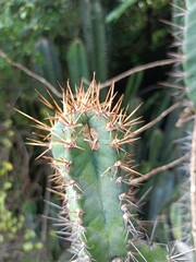 Towering Tree Cactus in Arid Landscape.