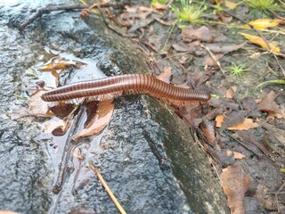 Close-Up of a Millipede on Natural Surface