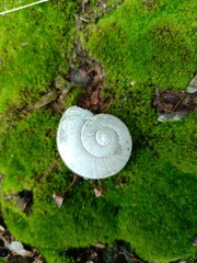 White Death Snail on Green Moss