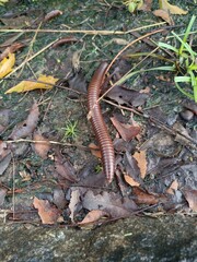 Millipede Crawling on Natural Surface