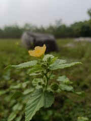 Sida Cordifolia Plant with Green Leaves