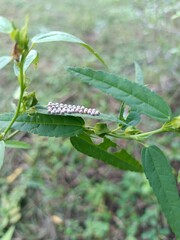 Butterfly Eggs on a Green Leaf in Natural Light.