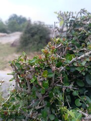 Lemonade Berry Plant with Lush Green Leaves and Fruits.