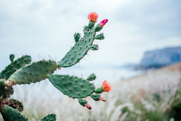 Close-Up of Blooming Prickly Pear Cactus by the Sea