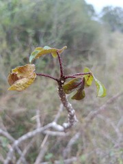 Nettlespurges Plant in Natural Setting